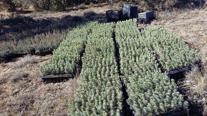 2.Reforestación 2