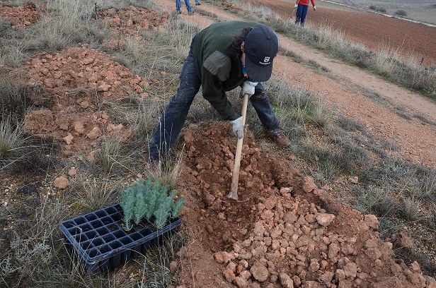 2plantando pino