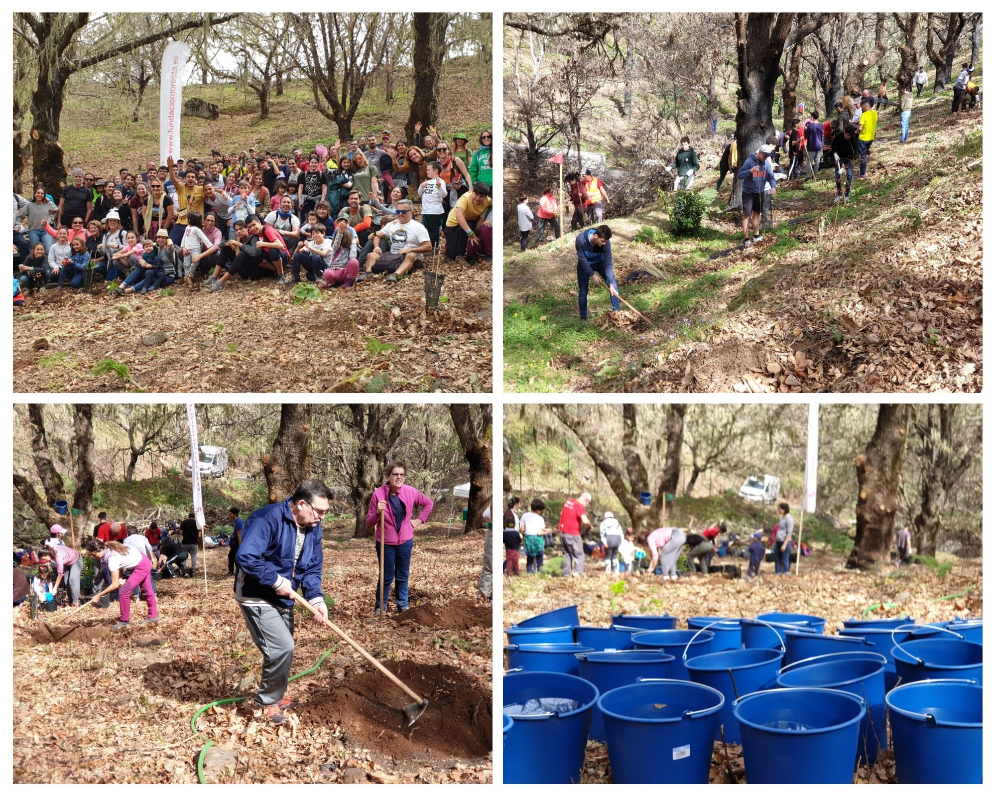 Collage Foresta