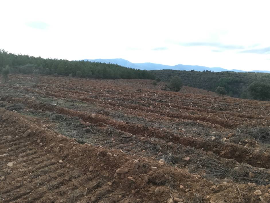 Serradilla